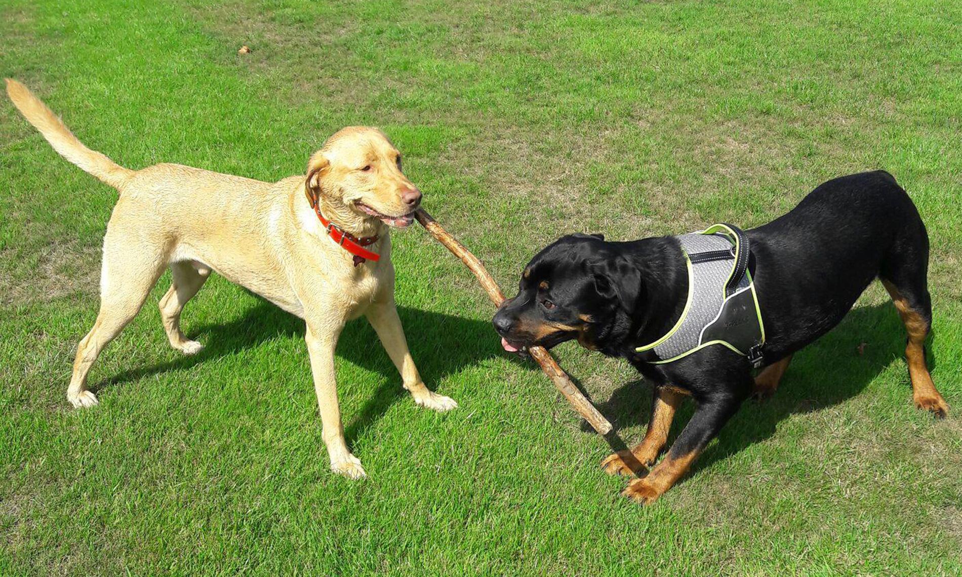 Dog Training Solutions Athens