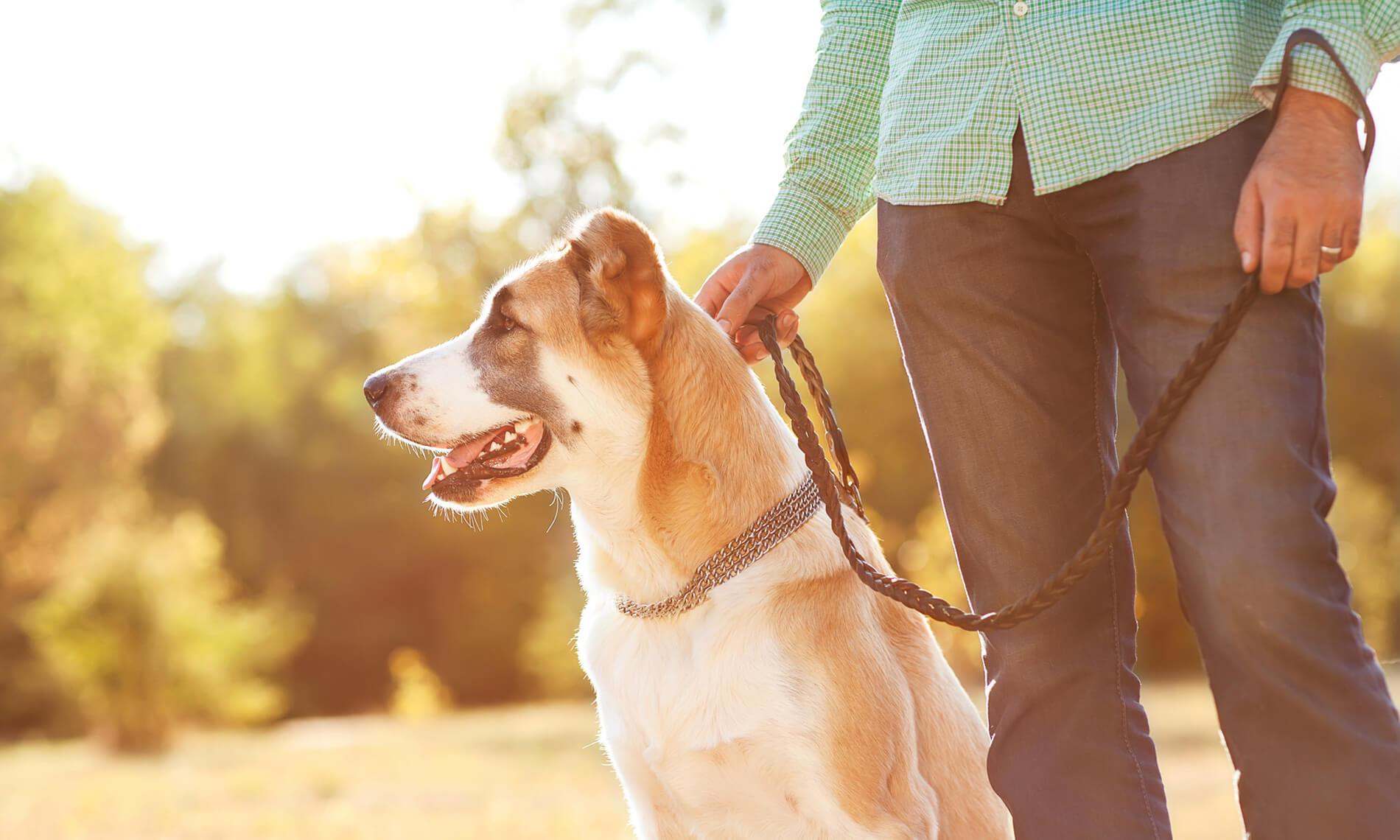 Dog Training Solutions Athens