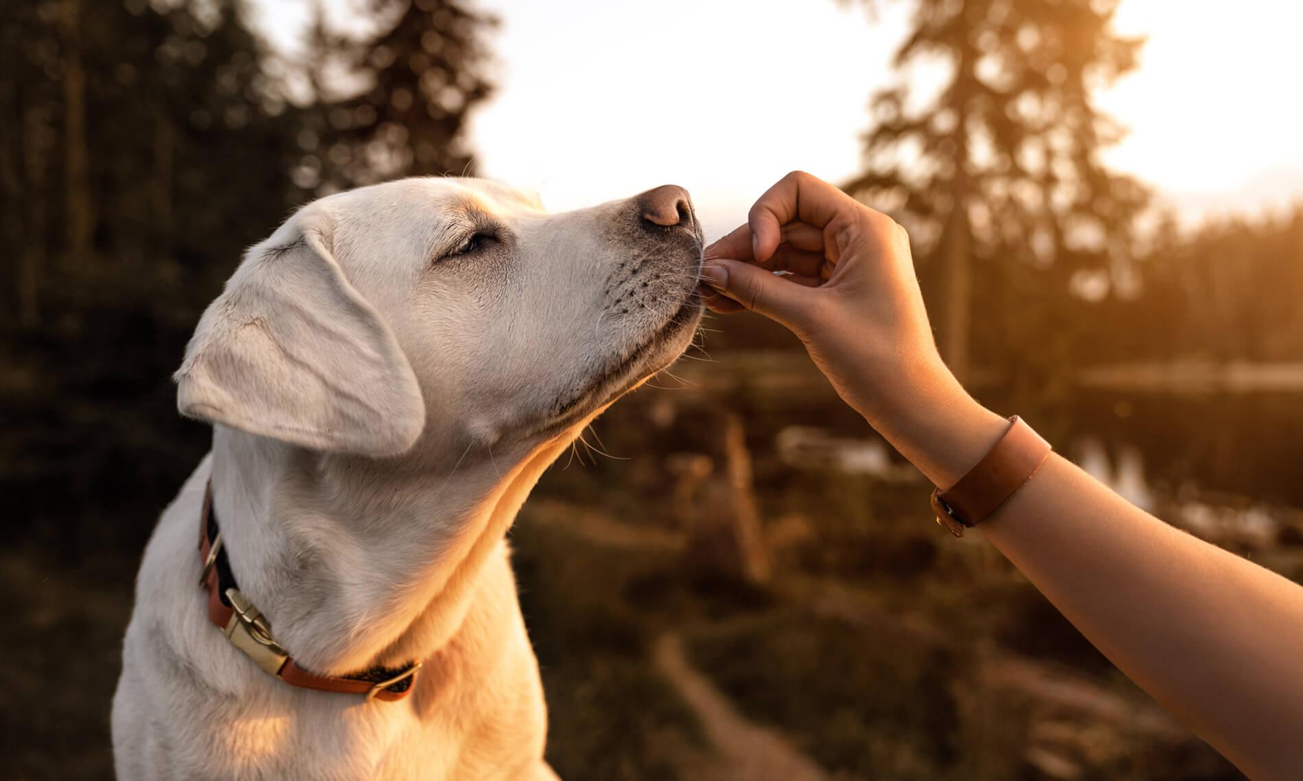 Dog Training Solutions Athens