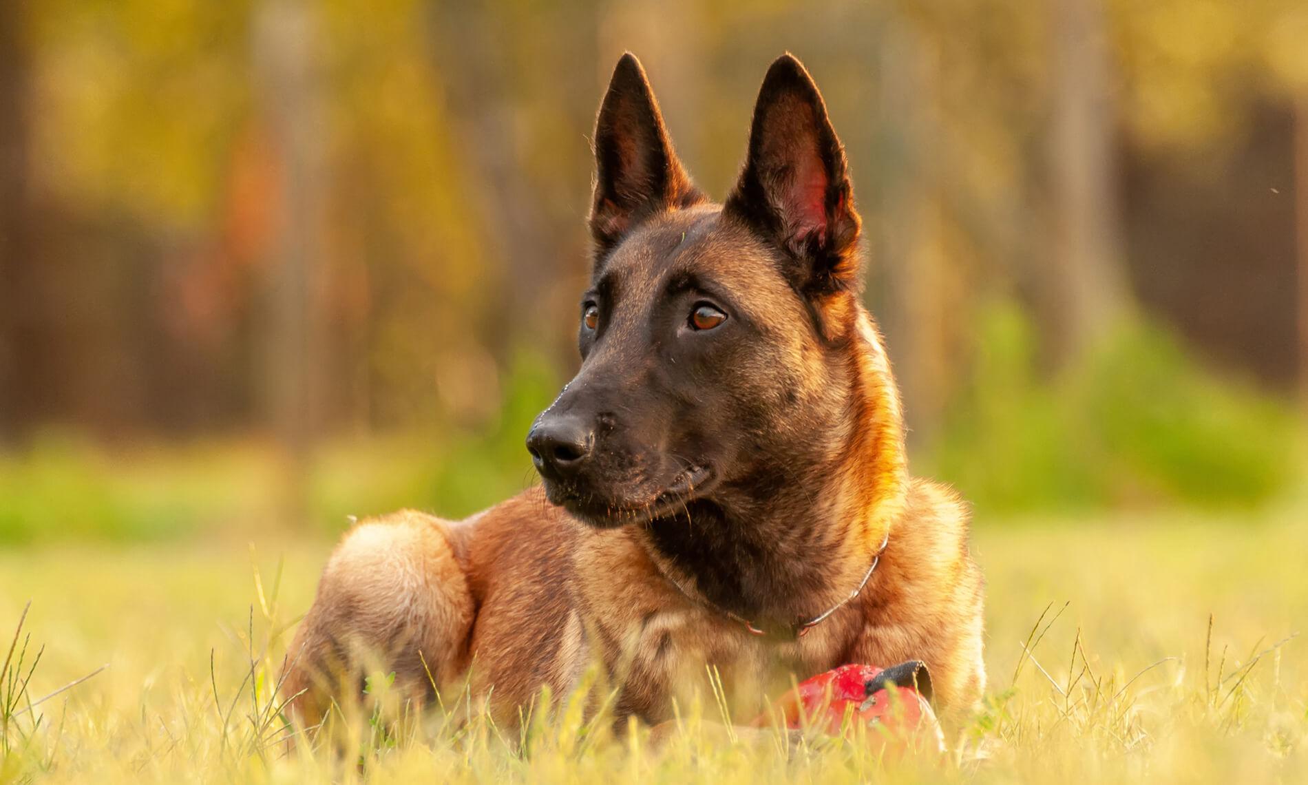 Dog Training Solutions Athens