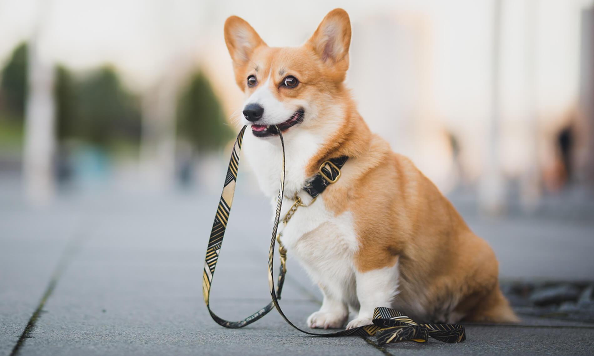 Dog Training Solutions Athens