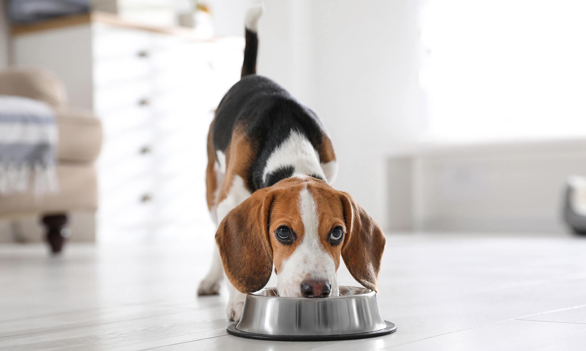 Dog Training Solutions Athens