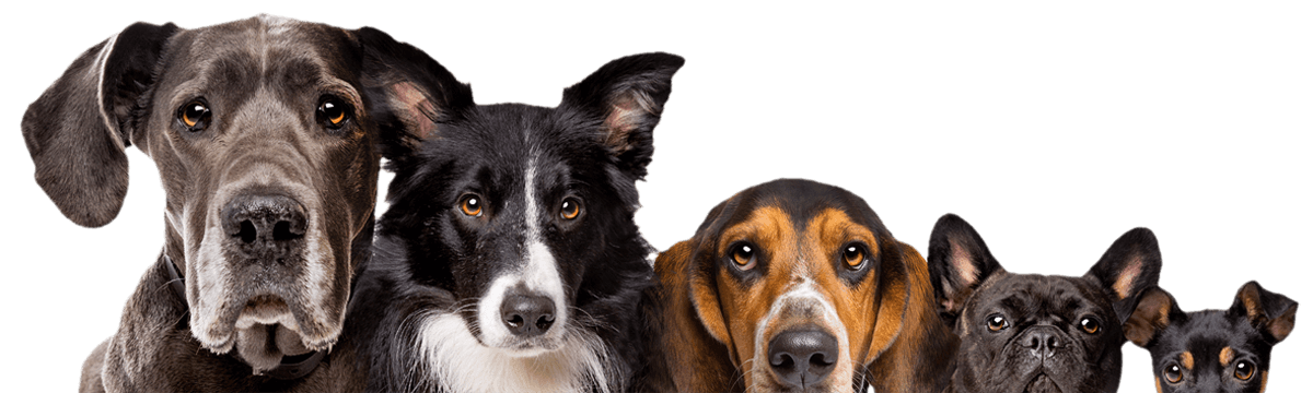 Dog Training Solutions Athens