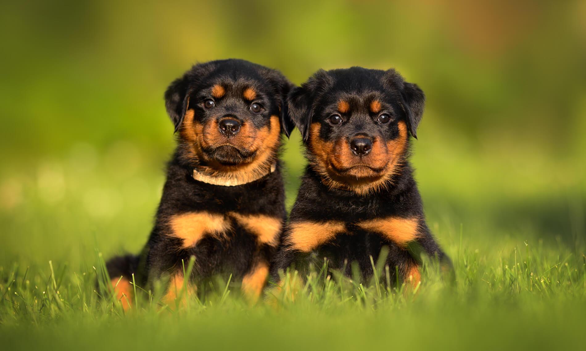 Dog Training Solutions Athens