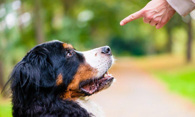 Dog Training Solutions Athens