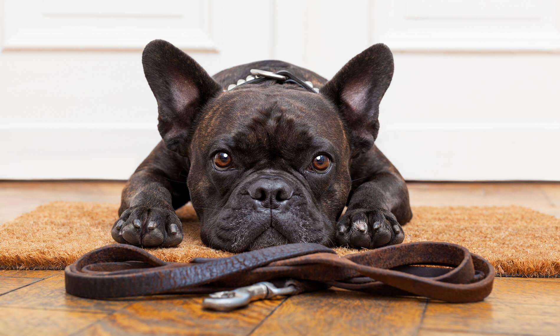 Dog Training Solutions Athens