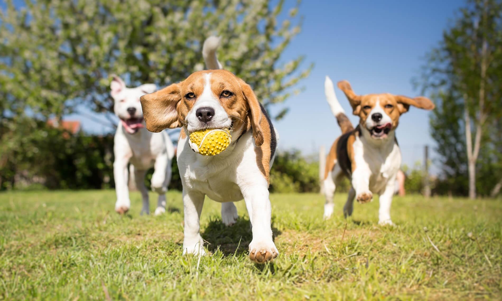 Dog Training Solutions Athens