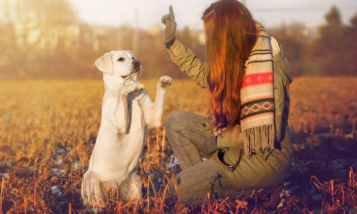 Dog Training Solutions Athens