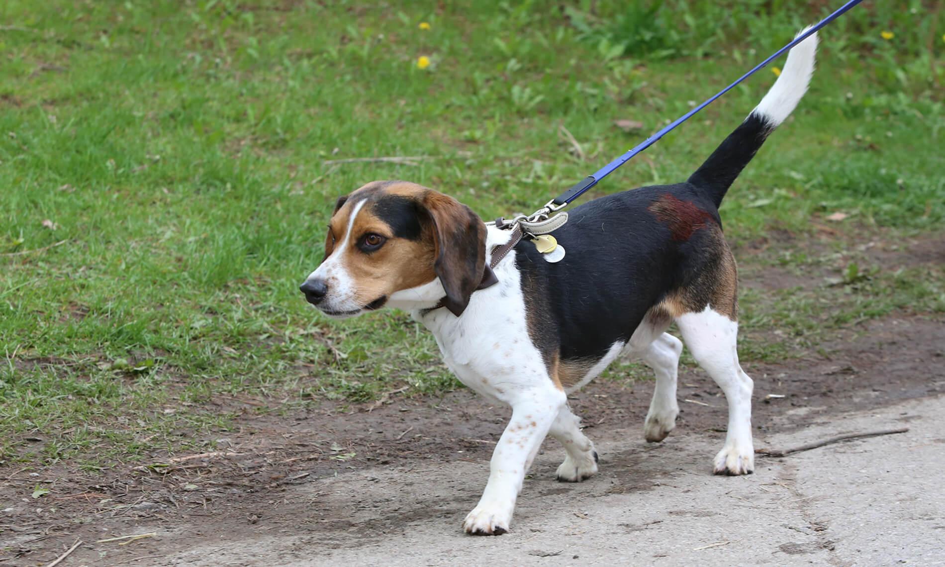 Dog Training Solutions Athens