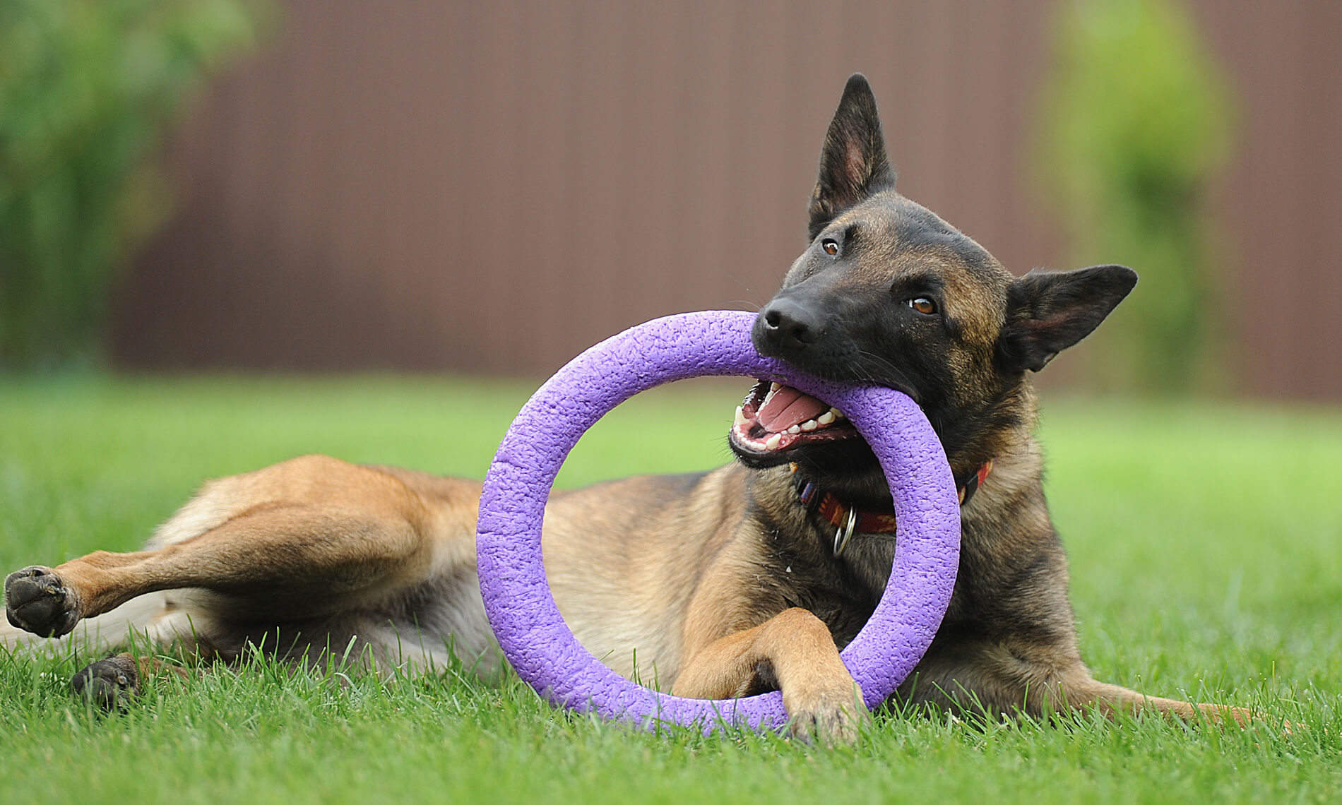 Dog Training Solutions Athens