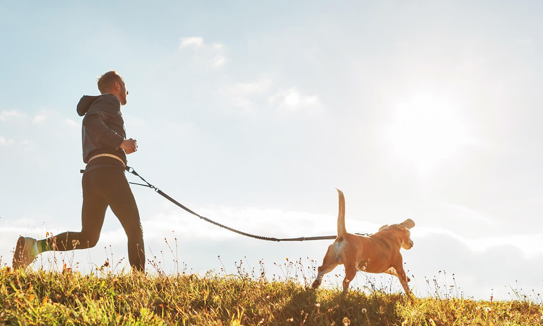 Dog Training Solutions Athens