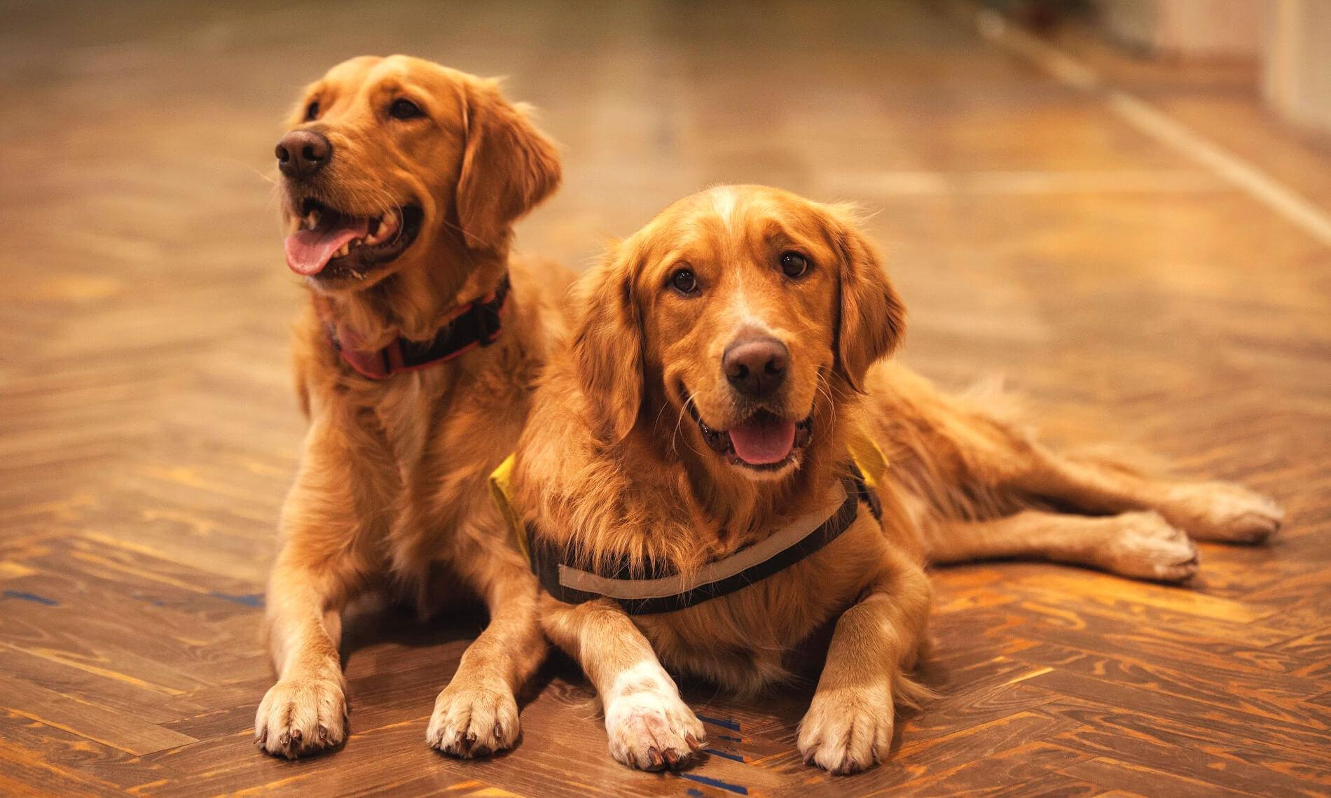 Dog Training Solutions Athens