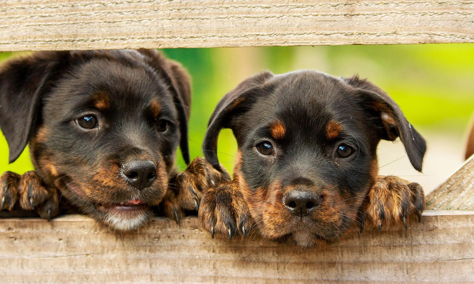 Dog Training Solutions Athens